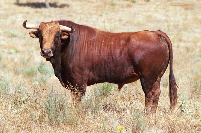 Vistahermosa: la raíz del toro bravo moderno