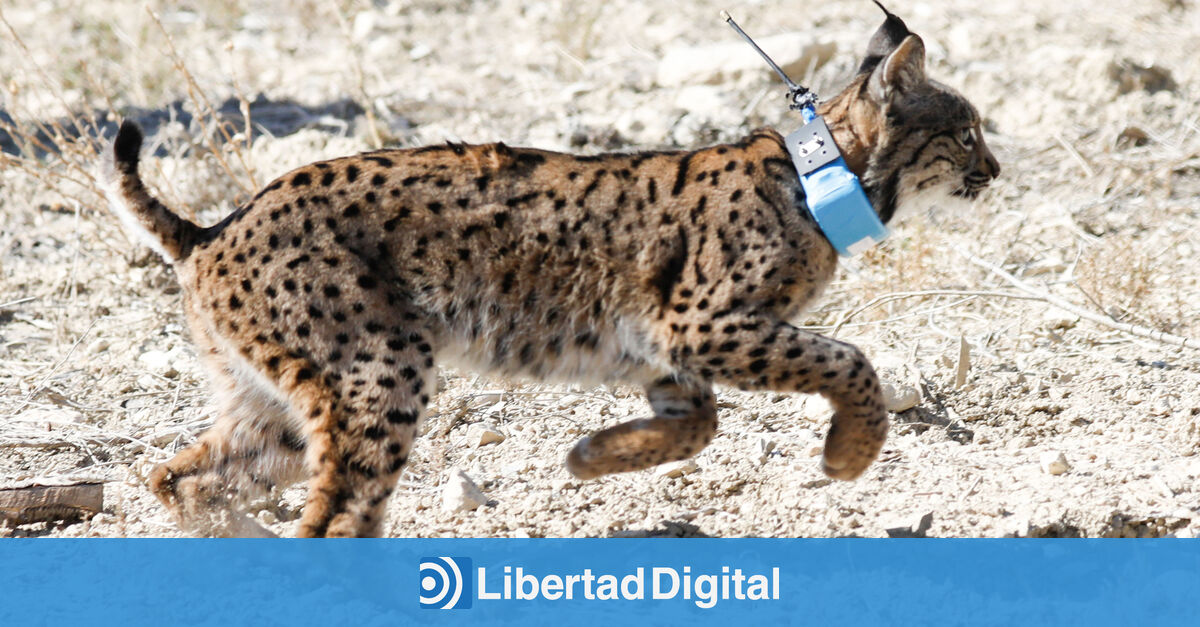 El Lince Ibérico Deja De Estar En Peligro De Extinción - Libertad Digital