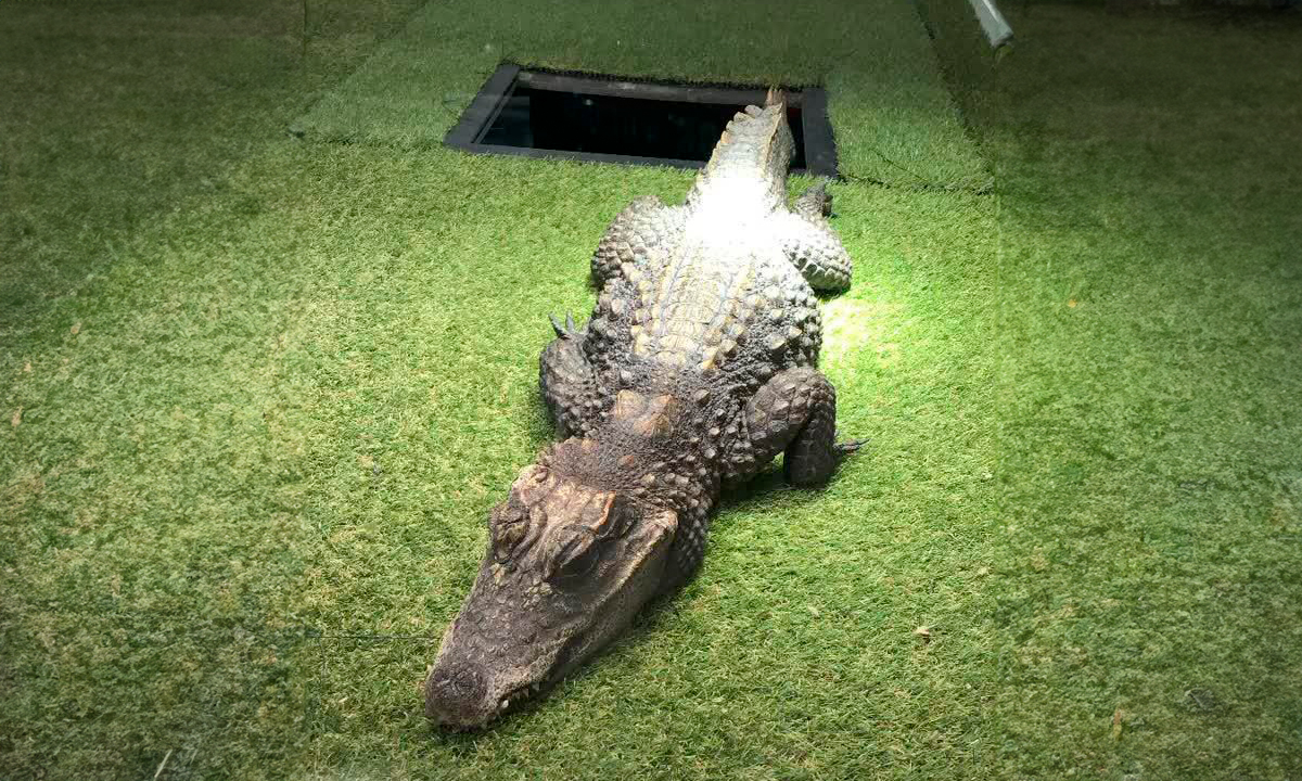 El cocodrilo Charlie, la primera mascota expropiada por la ley animalista