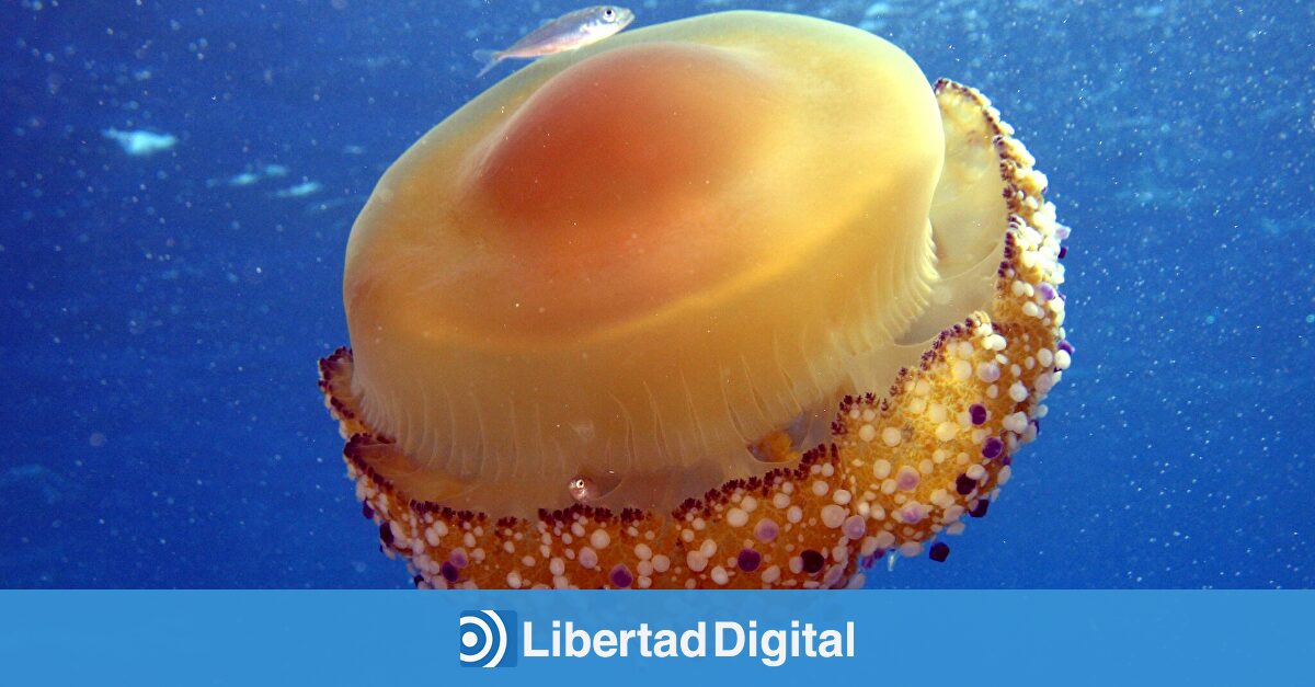 Tras el dragón azul, una nueva especie invade las playas españolas: la medusa huevo frito llega al Mediterráneo