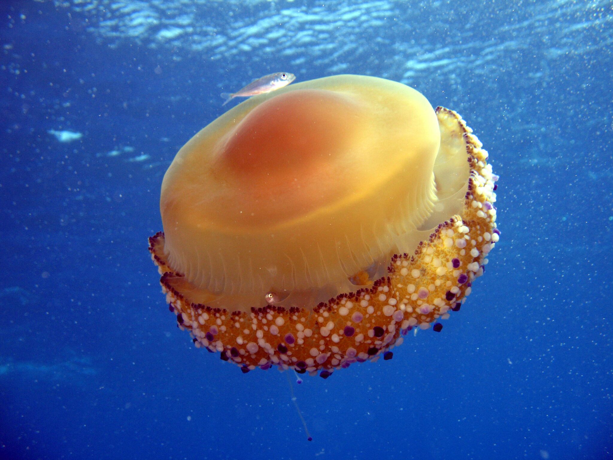 Así es la medusa huevo frito que prolifera en el Mar Menor