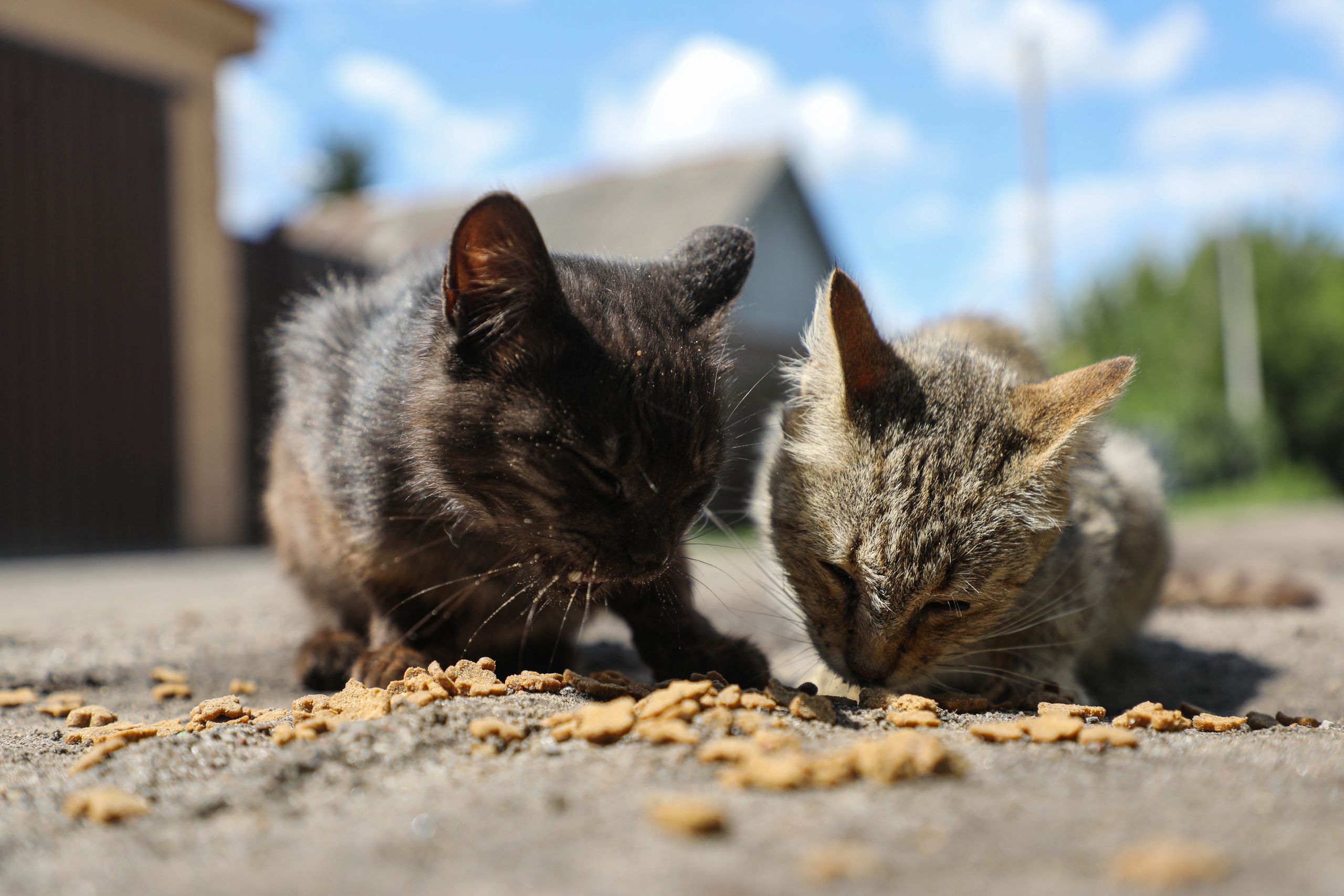 Multas de hasta 1.500 euros por alimentar sin permiso a los gatos callejeros