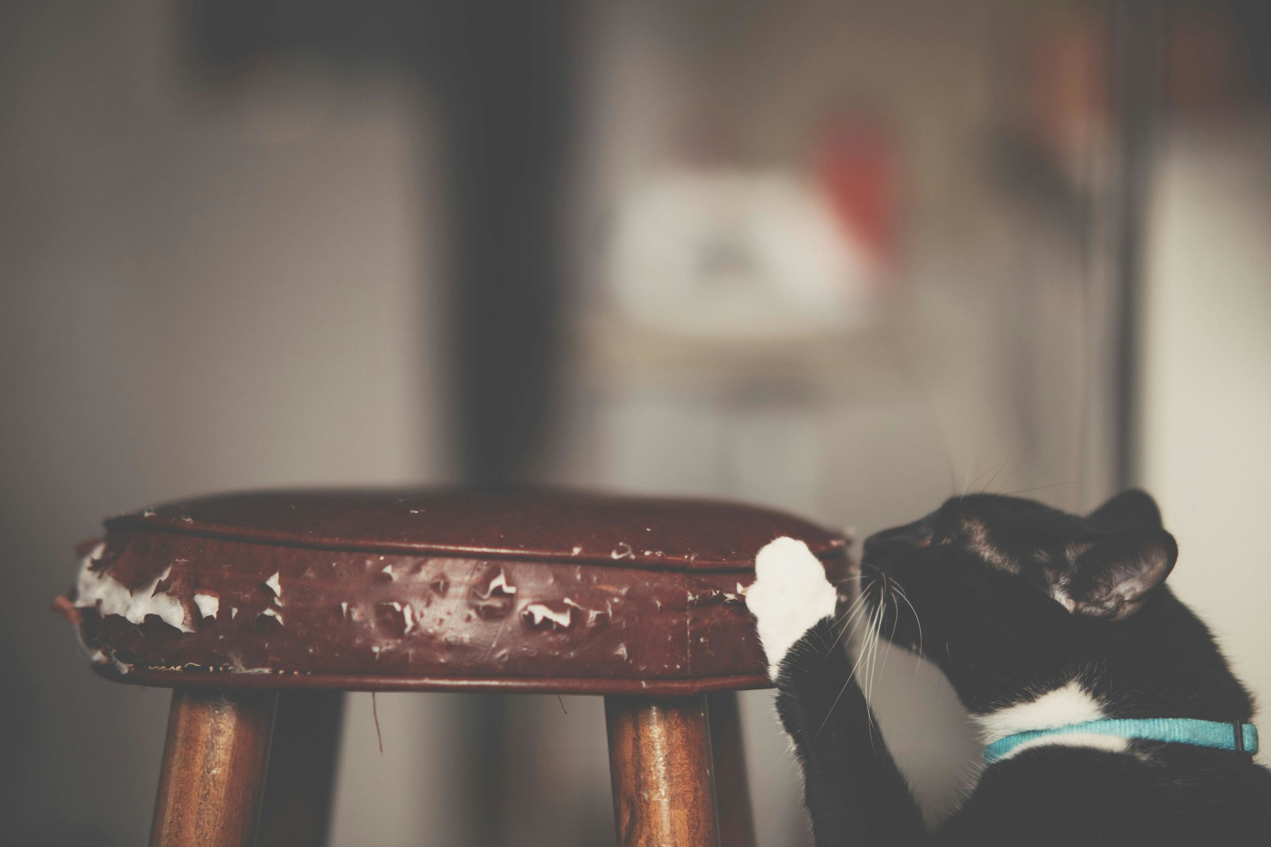 Un estudio científico desvela por qué los gatos rascan los muebles y cómo evitarlo