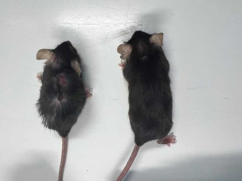 "Abuelas supermodelos": investigadores prueban en ratones una inyección que alarga la vida y retrasa el envejecimiento
