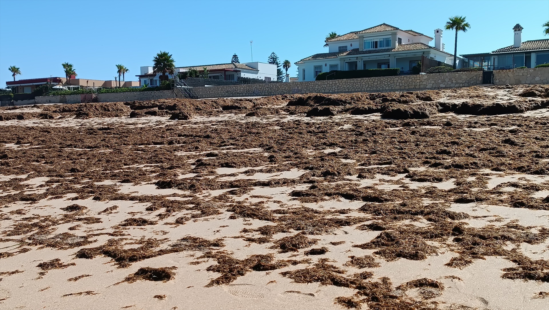 Un alga invasora provoca la ruina de los pescadores de Conil ante la indiferencia del Gobierno: "Planas no ha venido"