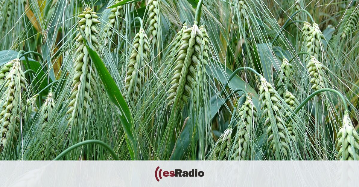 En Clave Rural: El campo español recolectará casi 7,3 millones de ...