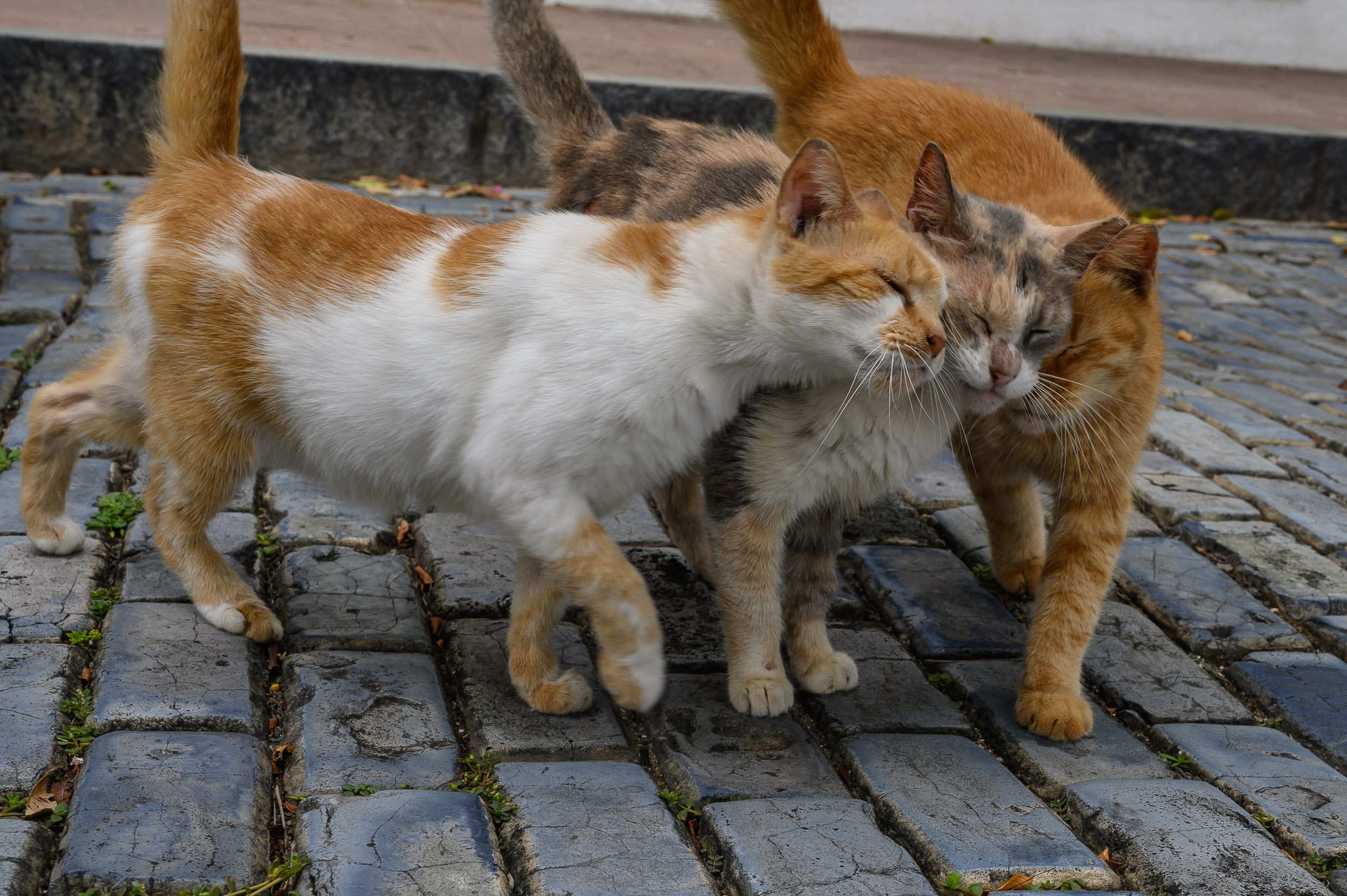 El Gobierno exige que cada pueblo tenga un mediador de conflictos entre gatos y vecinos