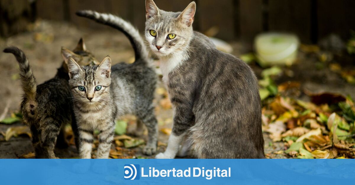 Study finds uncontrolled cat colonies pose danger to domestic cats