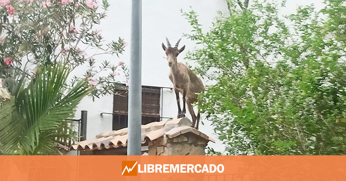 www.libremercado.com