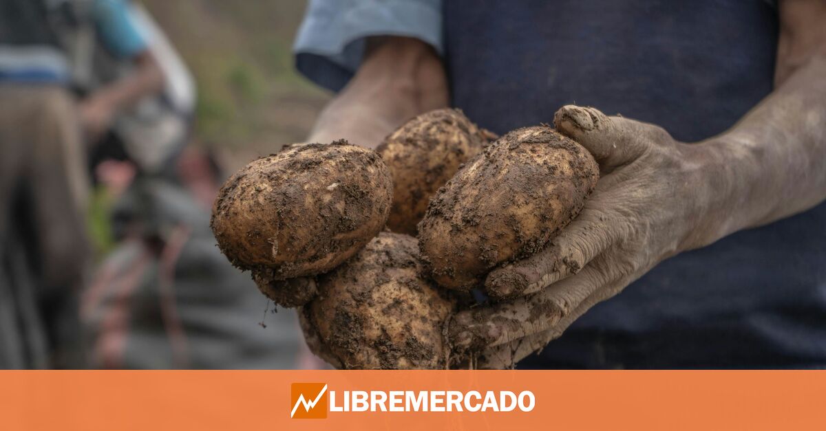 ¿Quiénes son los proveedores españoles de patatas de Mercadona?