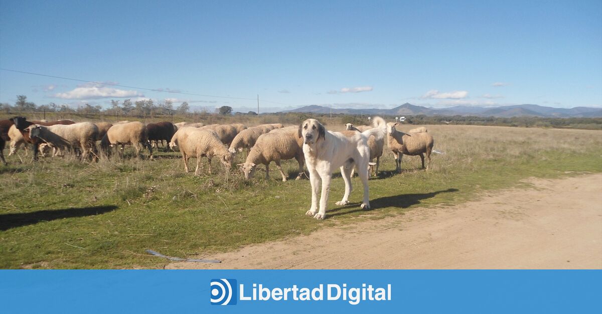 Mastín español versus lobo ibérico