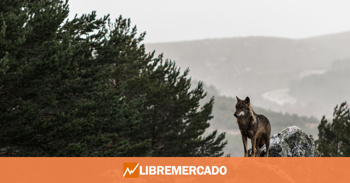 Las CCAA afectadas por el lobo arman un frente común contra el  ataque  de Sánchez a la ganadería