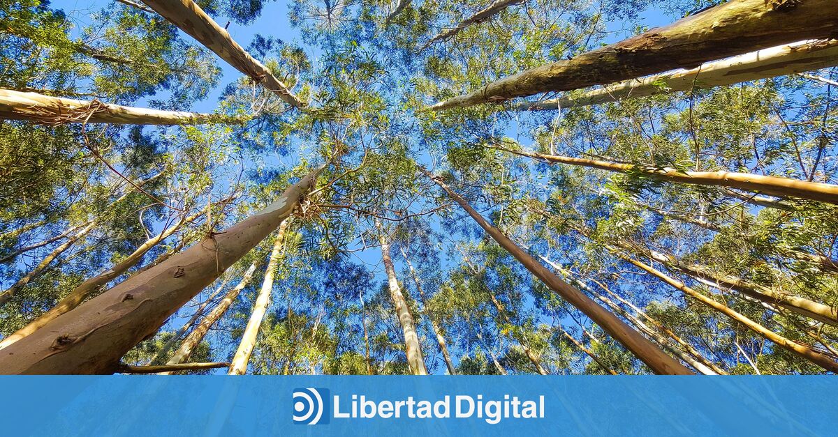 Los eucaliptos pueden detectar oro bajo tierra, según la ciencia