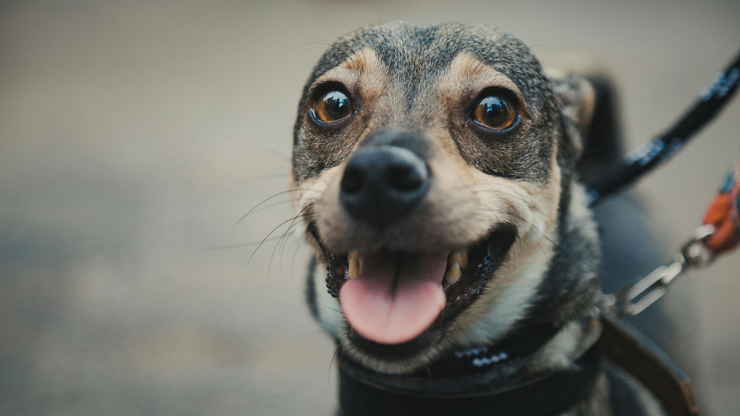 ¿A quién le pagará el Gobierno el veterinario gratis?