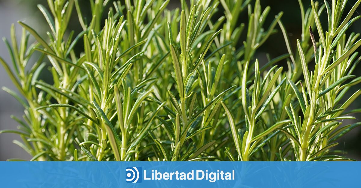 Los múltiples beneficios del romero: repelente de garrapatas, ingrediente culinario y ambientador natural