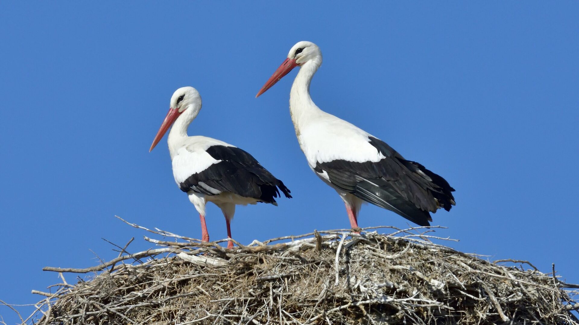 ¿Por qué la cigüeña crotora? La RAE define este sonido peculiar ...