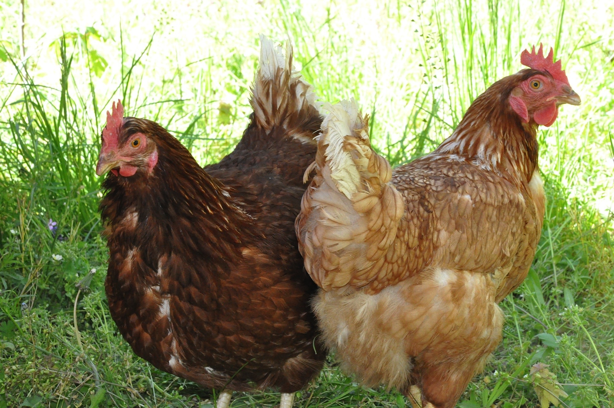 Regalar gallinas: el plan francés que da huevos gratis y frena el desperdicio