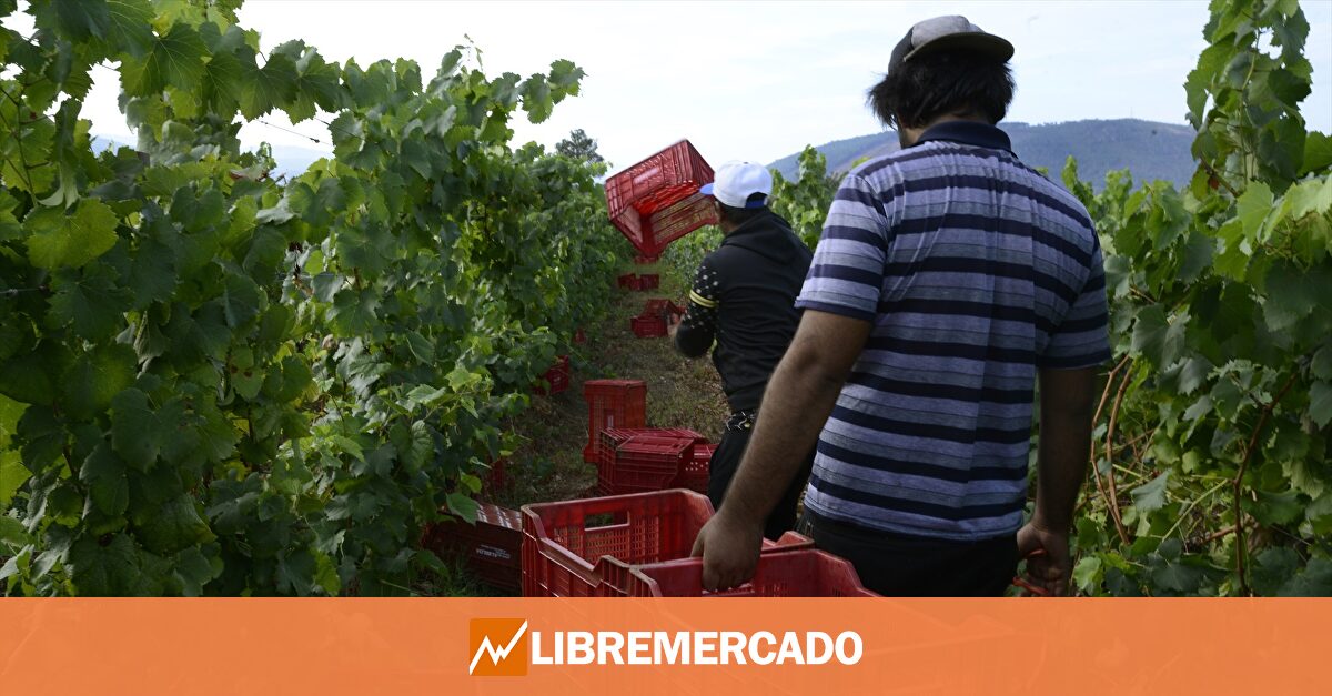 Los españoles se preparan para la vendimia en Francia: ¿cuánto se cobra?