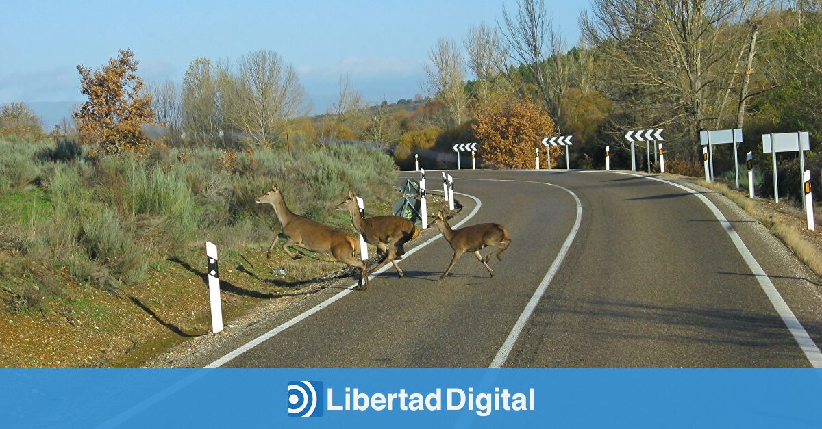 Un tercio de los accidentes en Navarra son causados por los jabalíes y los corzos