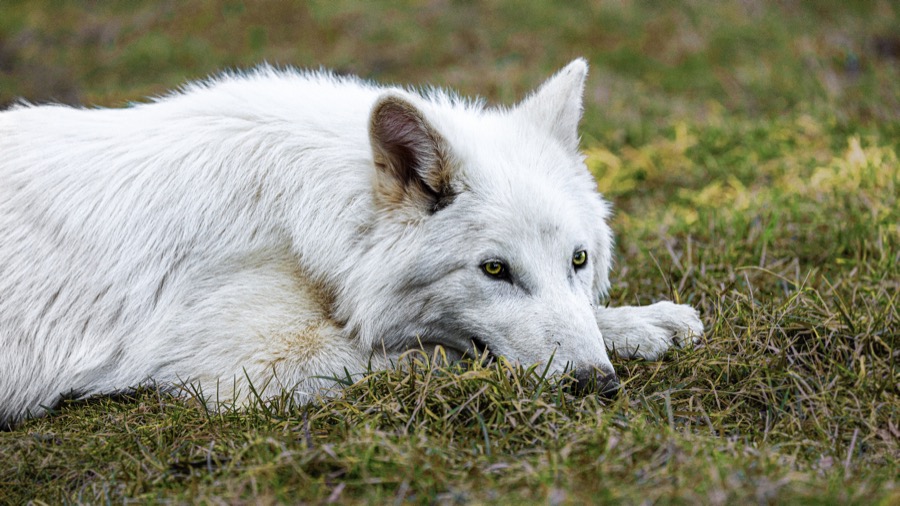 lobo-huargo-colossal-01.jpg