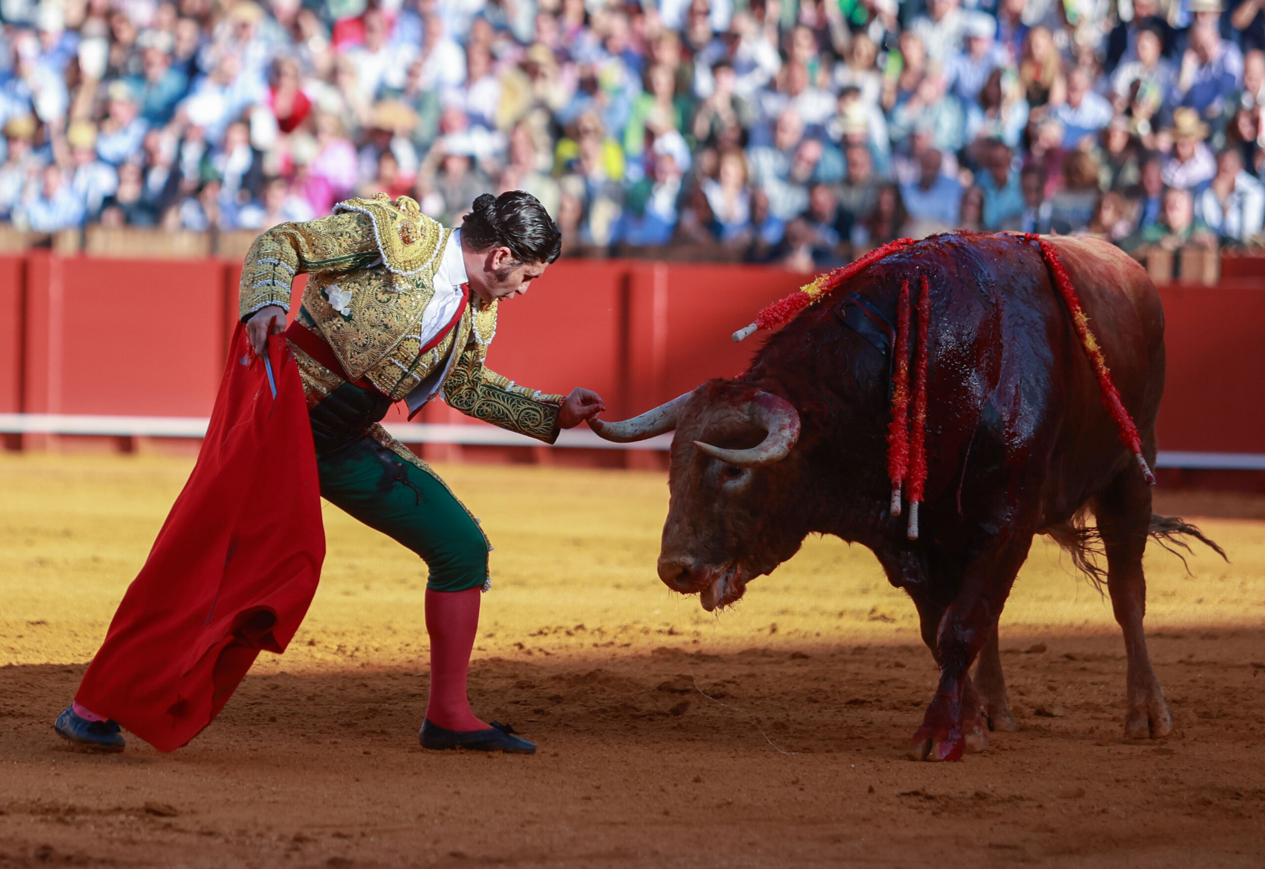 Morante se resiente de la cornada de Pontevedra y no toreará con Roca Rey en Valladolid ni Albacete