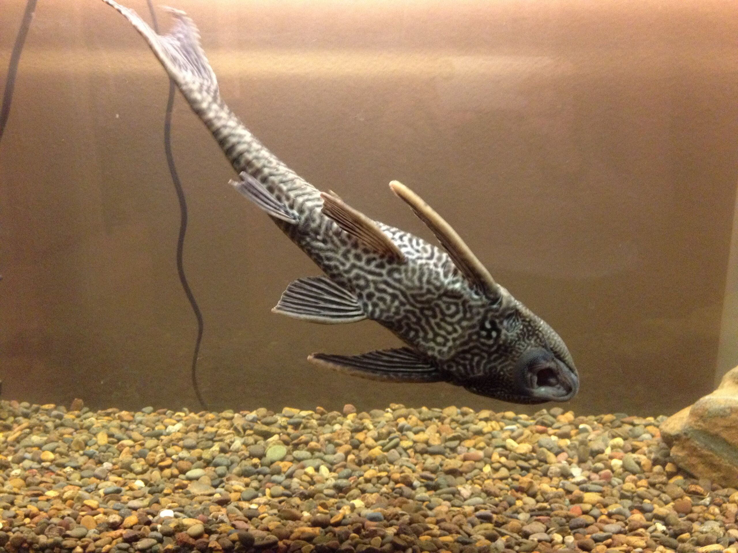 hypostomus-plecostomus-pez-limpiafondos.jpg