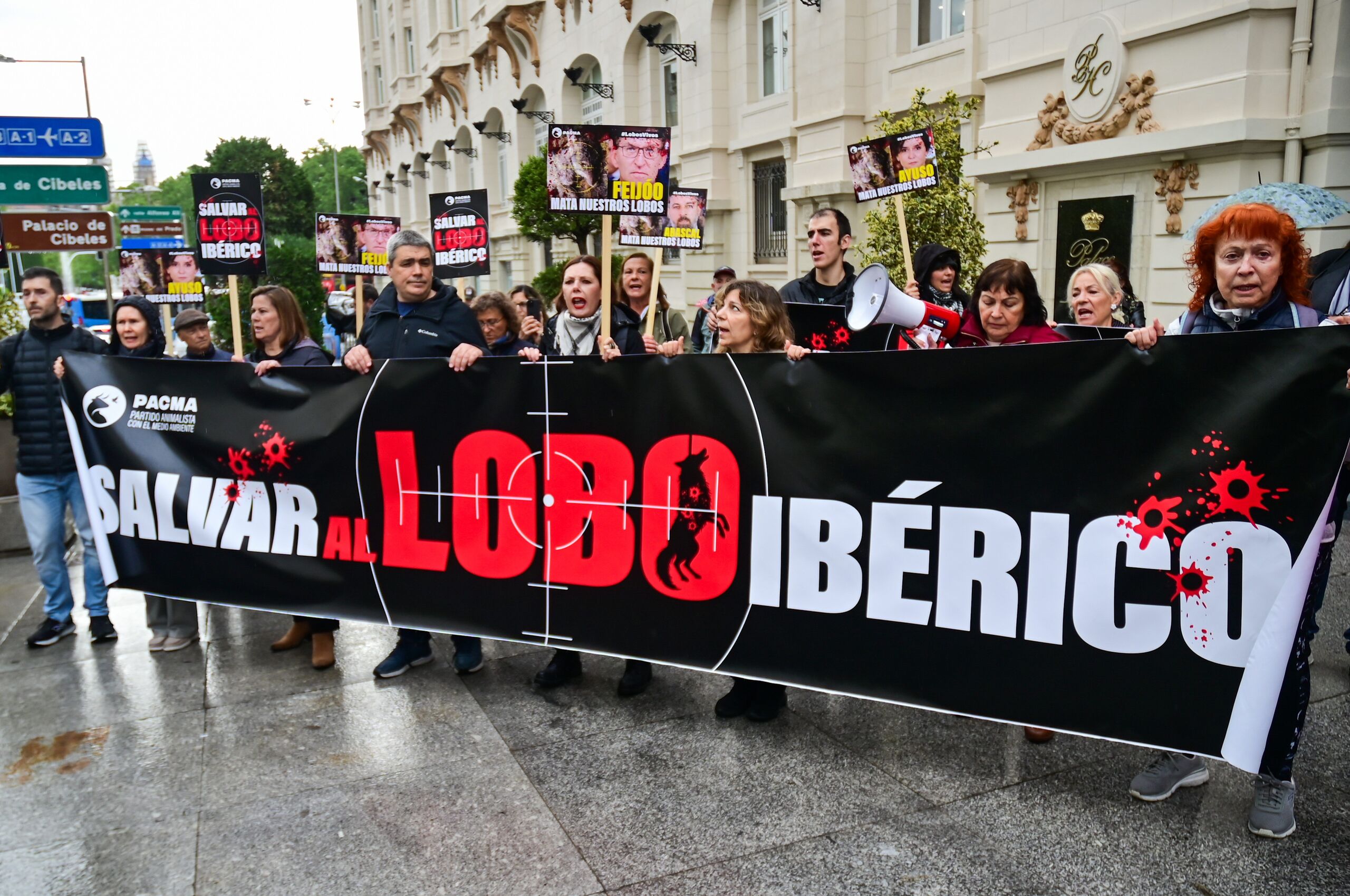 Los animalistas se movilizan para influir masivamente en la consulta del Gobierno sobre el lobo