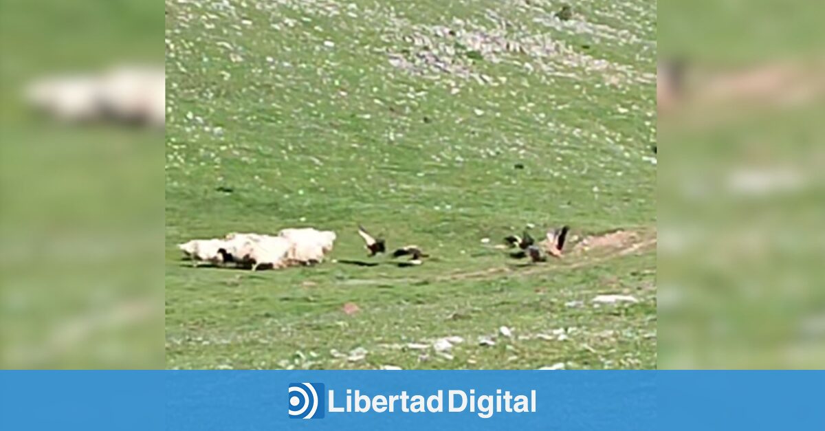 Un ganadero graba cómo los buitres atacan a su rebaño y matan una oveja: Hay que parar esto