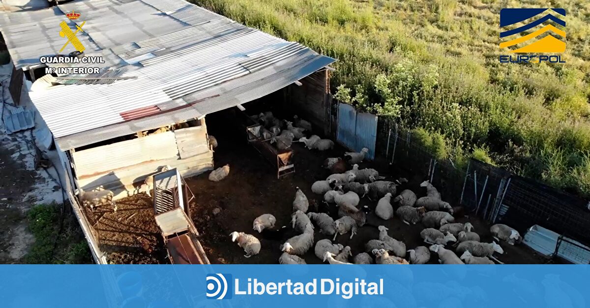 Desmantelan una red de mataderos ilegales que distribuía carne sin control sanitario en varias provincias