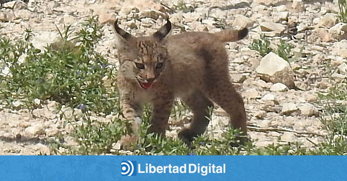 Los primeros pasos de los cachorros de Urtsu, el lince ibérico en libertad en las sierras de Lorca