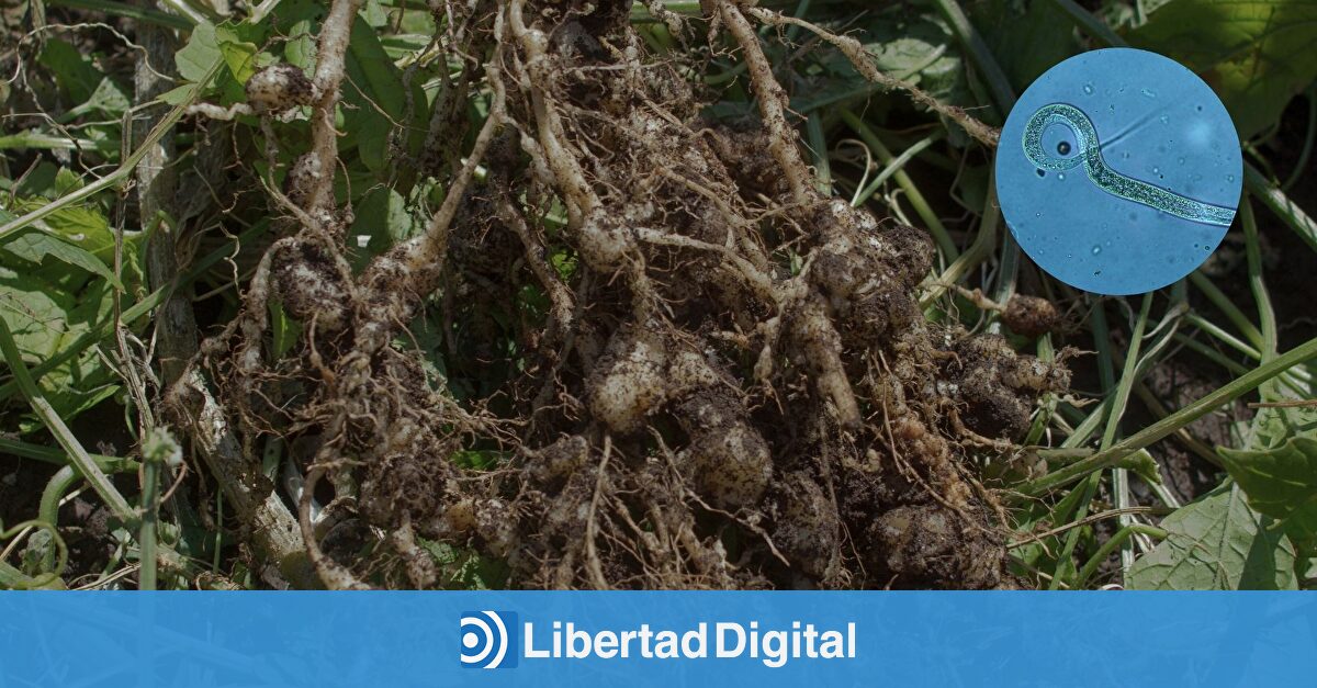 ¡Alerta en el Campo! Nematodos: El Enemigo Invisible que Destruye tus Cultivos y Cómo Defenderte