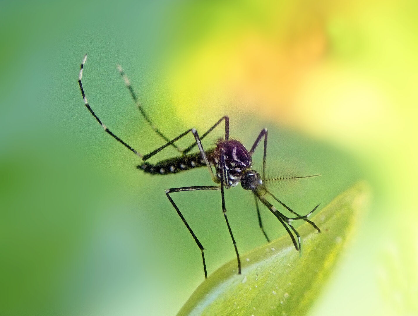 Peachy prime onlyfans video contacted her on her official