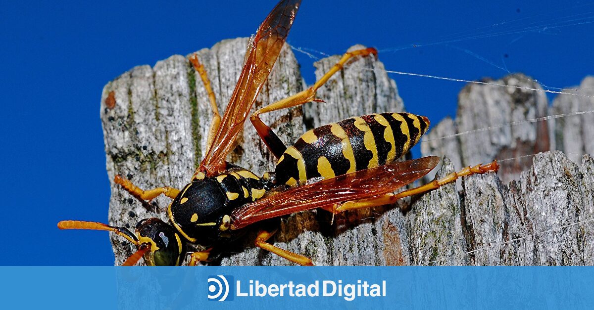 Ahuyenta las avispas y evita pesticidas o químicos con este remedio ...