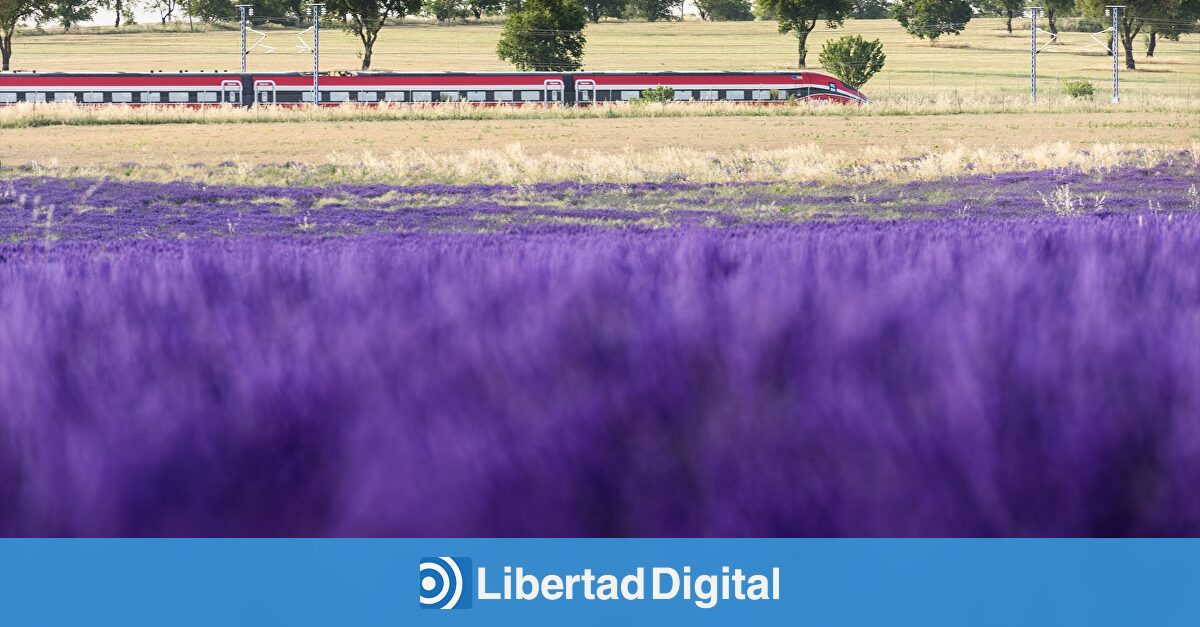 Así es el Tren de la Lavanda: salida desde Madrid, visita guiada a los campos morados y regreso en el día