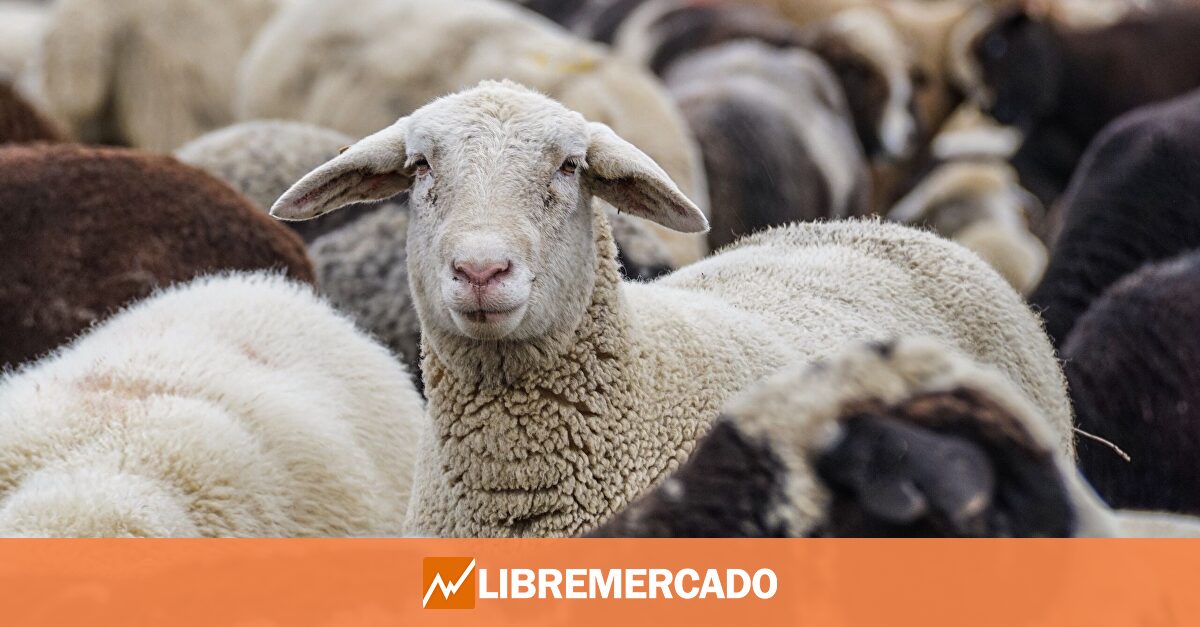 Normas verdes y granjas vacías: la UE sigue sacrificando su cabaña ganadera