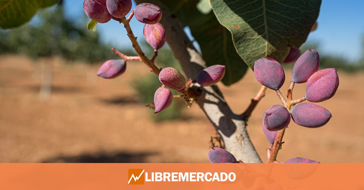 La revolución del cultivo de pistacho se gesta en España:  Hemos reducido el tiempo de entrada en producción a 3 años 