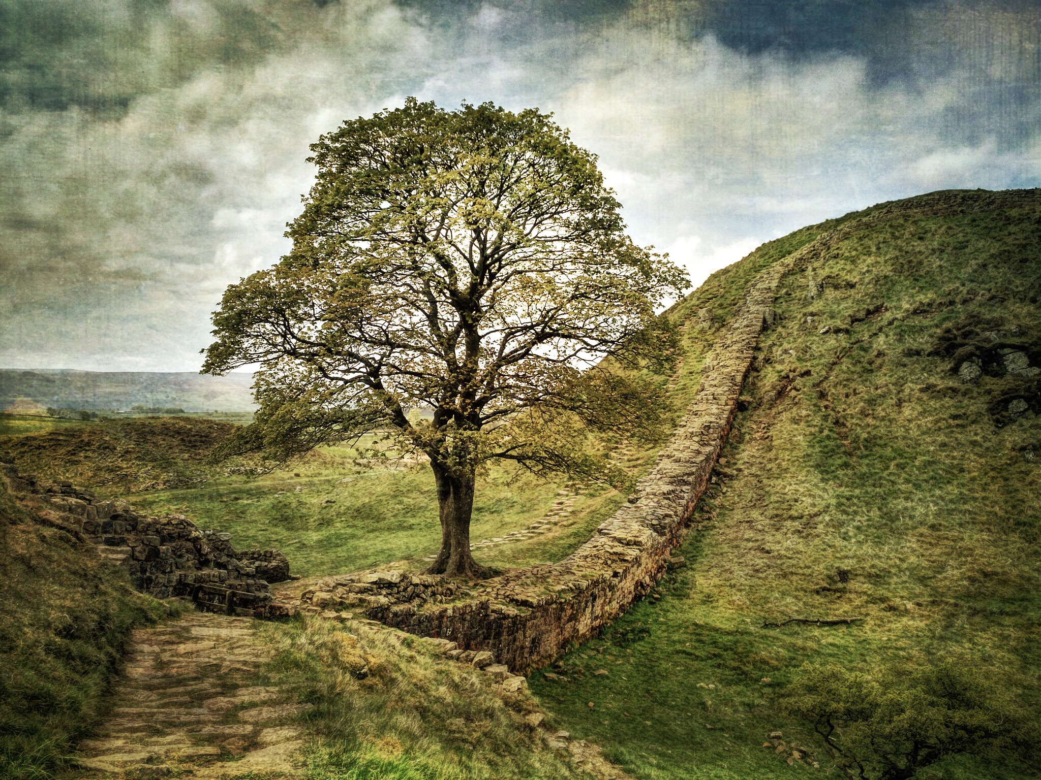 sycamore-gap-arbol-robin-hood-muro-adriano.jpg