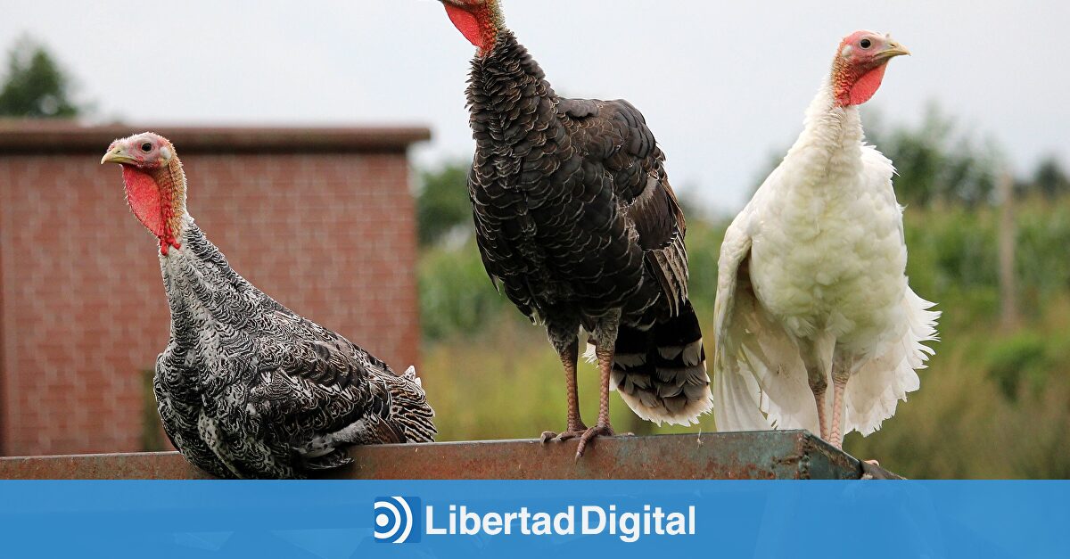 Una granja de pavos en Badajoz declara un brote de gripe aviar tras dos años sin casos en España