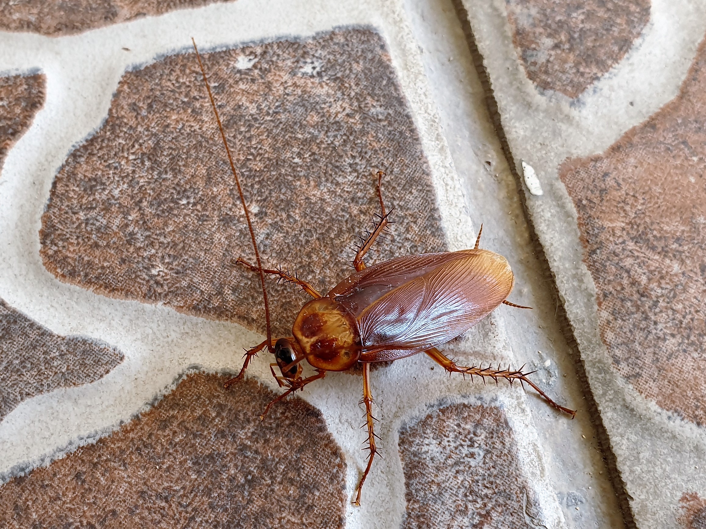Cucaracha americana: la plaga voladora que ya se extiende por el 90% de España