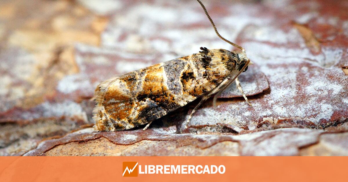 Los agricultores recurren a la  confusión sexual  para acabar con la polilla de la vid