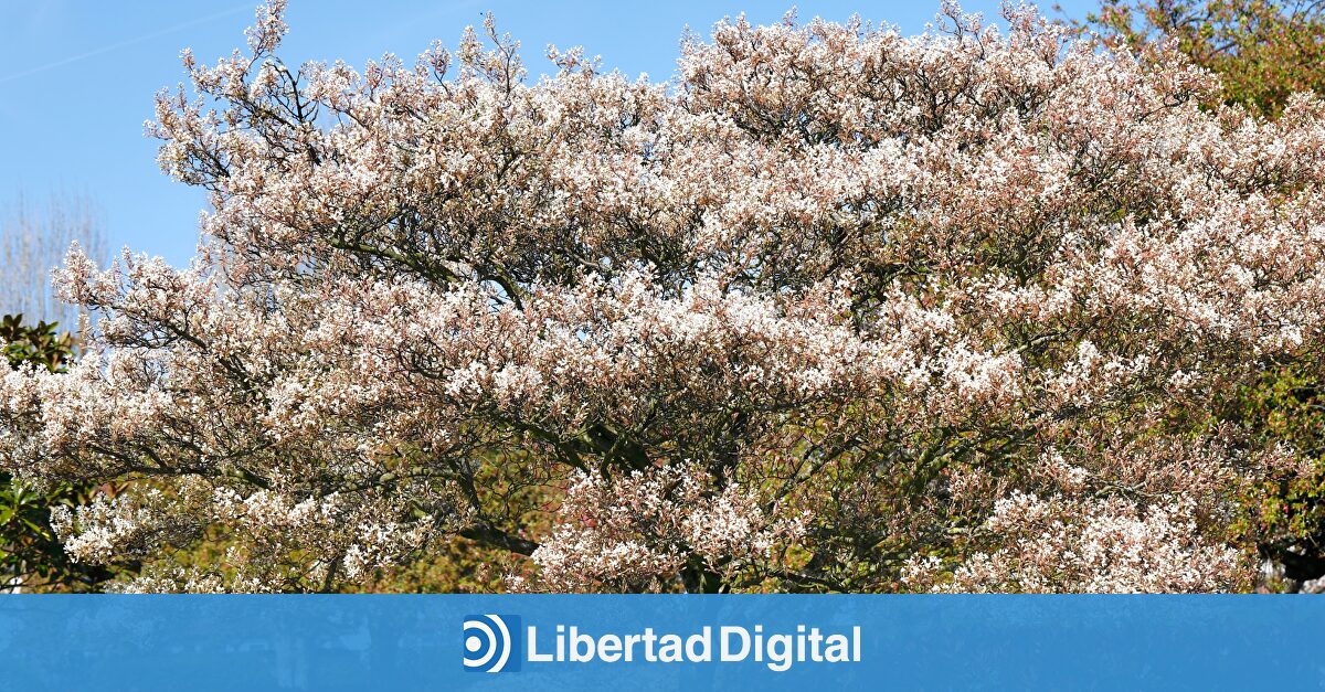 El árbol que lo tiene todo: abundante follaje, flores coloridas y frutos comestibles