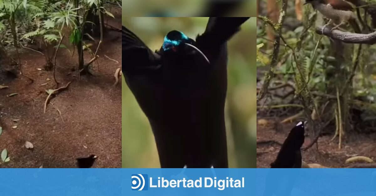 El ave del paraíso limpia la selva para conquistar: así es su ritual de amor