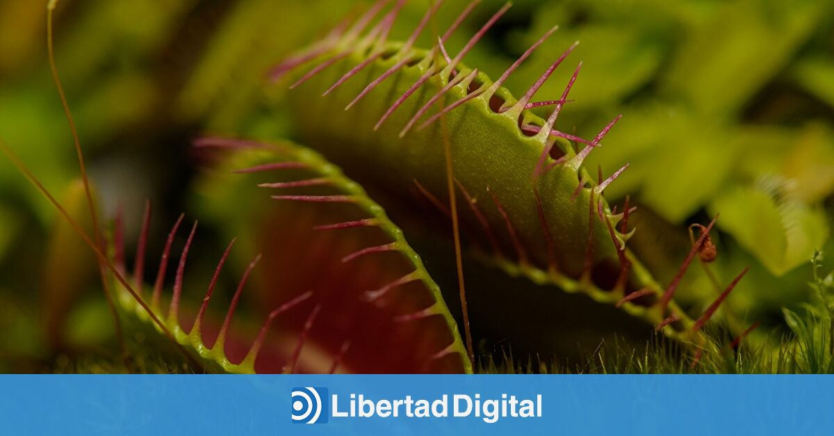 La planta que se alimenta y acaba con los insectos de casa al mismo tiempo