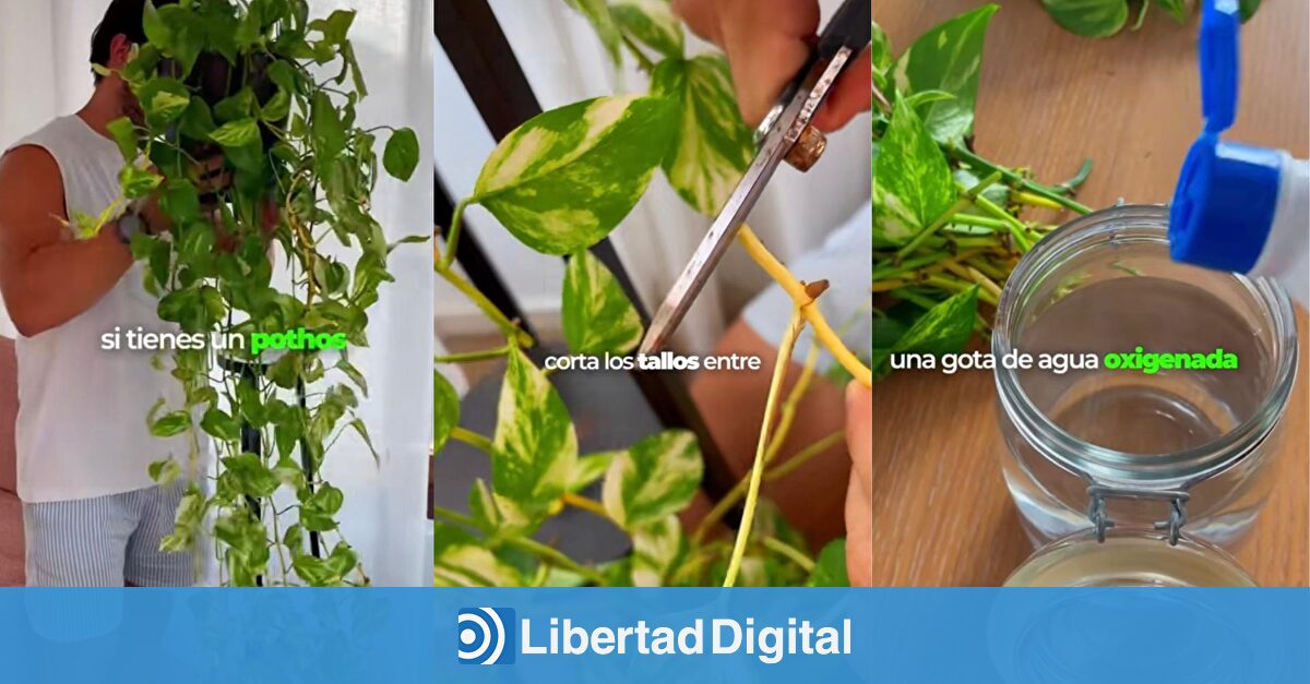 Cómo podar un poto muy largo y multiplicarlo gratis con un truco casero