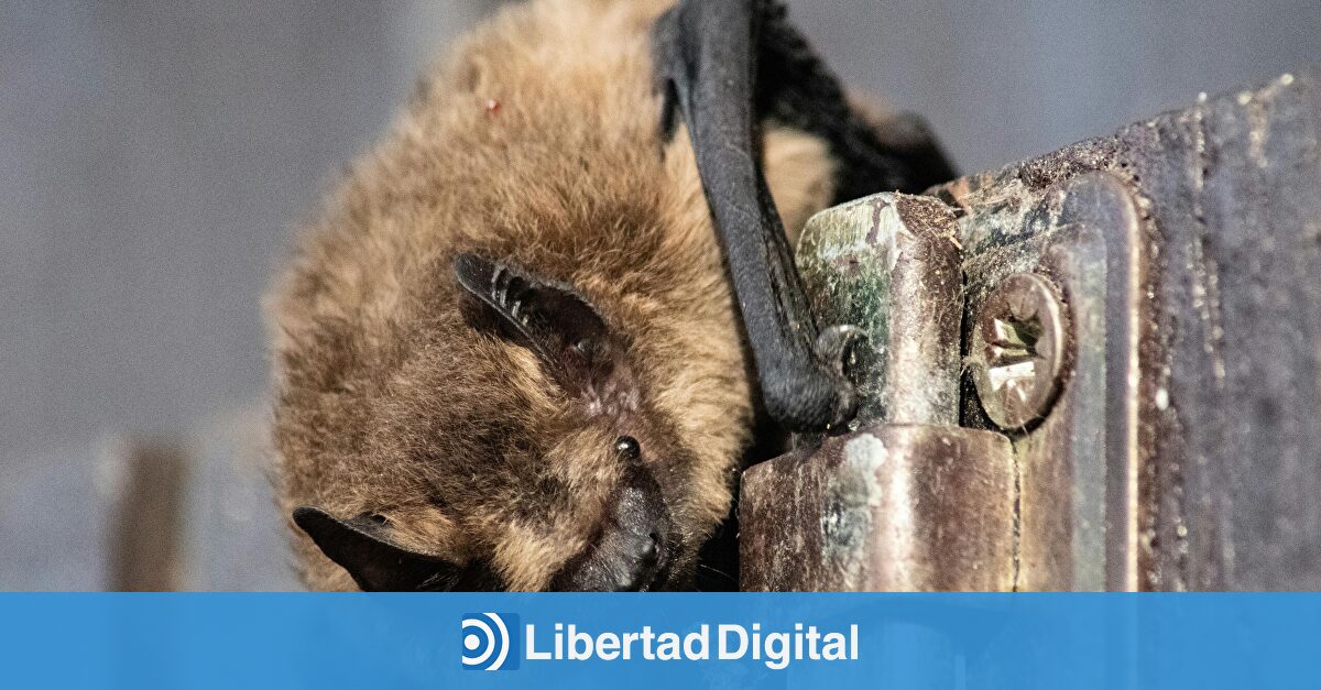 El virus del Nilo llega a Extremadura y Andalucía recurre a los murciélagos