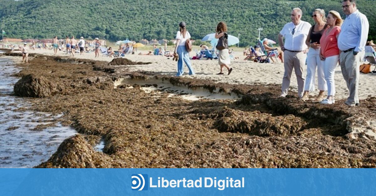 El alga asiática invade las playas de Cantabria: retiran 1.600 toneladas en tres días en Noja