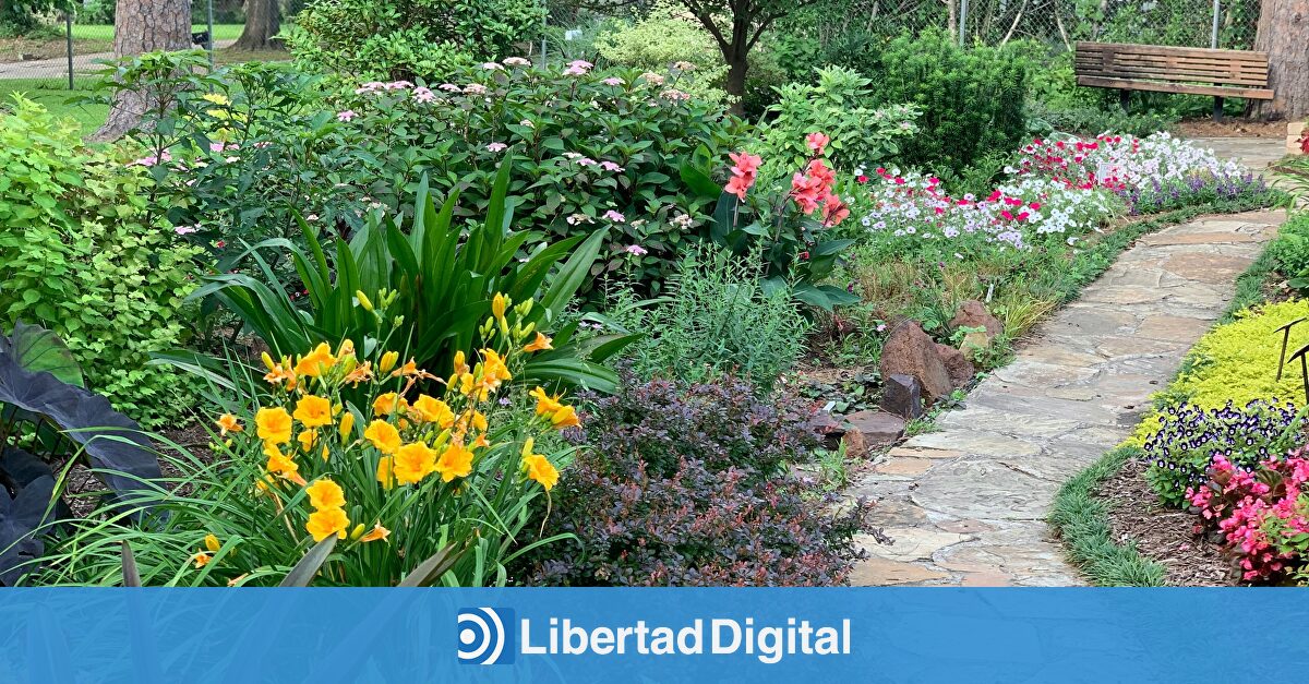 Eliminar las flores marchitas de una planta puede estropearla por completo