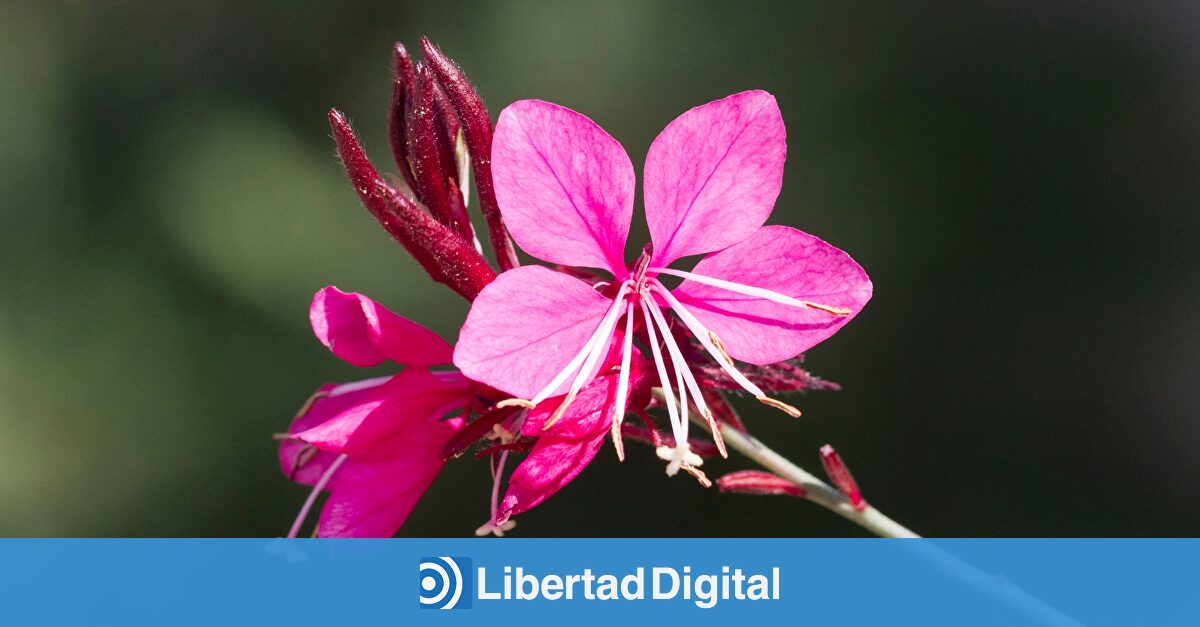 La planta que florece casi todo el año sin esfuerzo