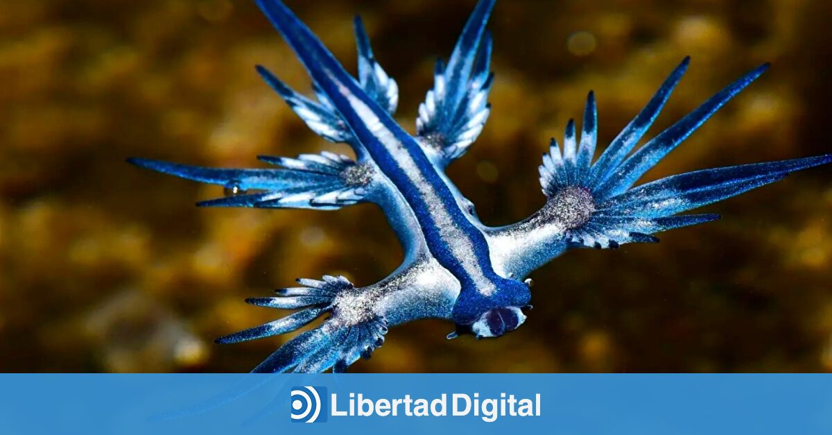Alerta en Cádiz por la llegada del dragón azul a sus playas