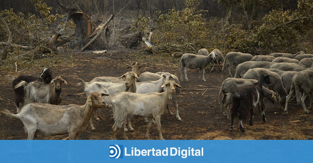 Todas las leyes contra la "emergencia climática" que han empeorado los incendios y ya nos trajeron la Dana y el apagón
